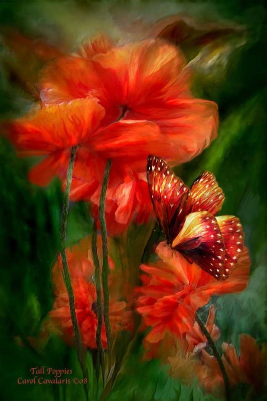 Fleurs de Carol Cavalaris