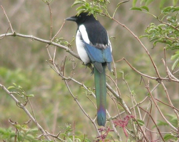 Superbes images d'oiseaux