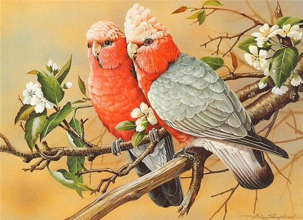 Superbes peintures d'oiseaux