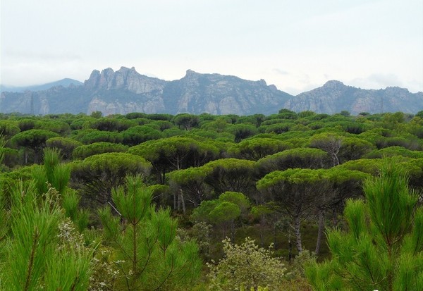 Paysages -Printemps -Eté