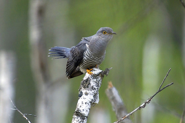 Superbes images d'oiseaux