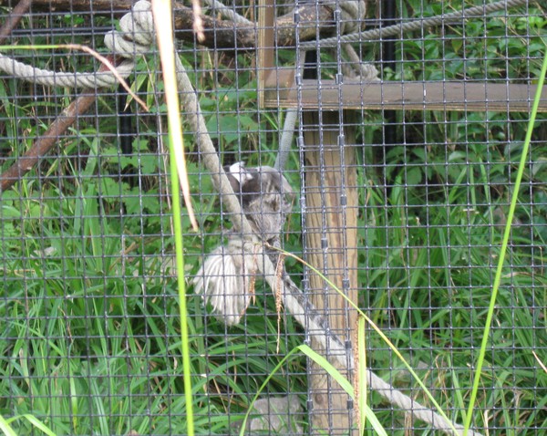 Zoo d'Amiens-2012