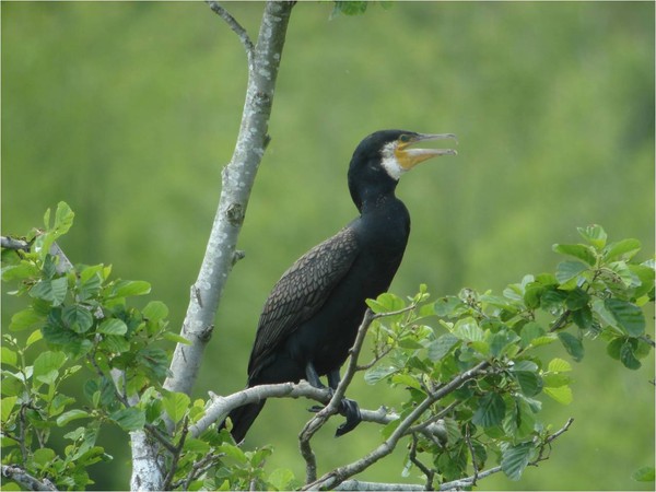 Superbe image d'oiseaux