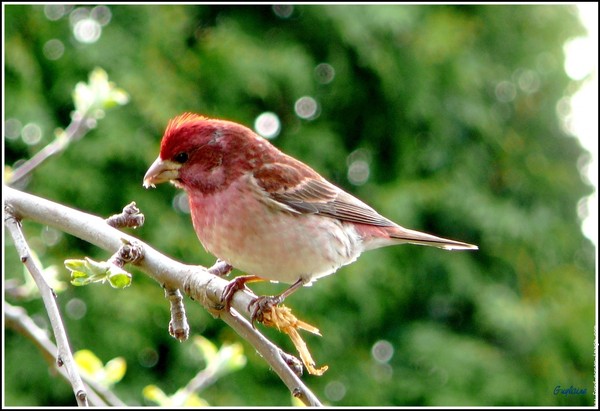 Superbes images d'oiseaux