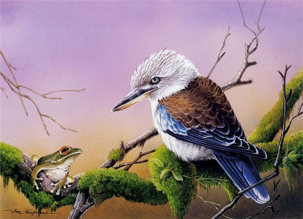 Superbes peintures d'oiseaux