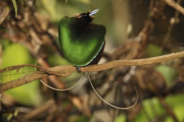 Superbes images d'oiseaux