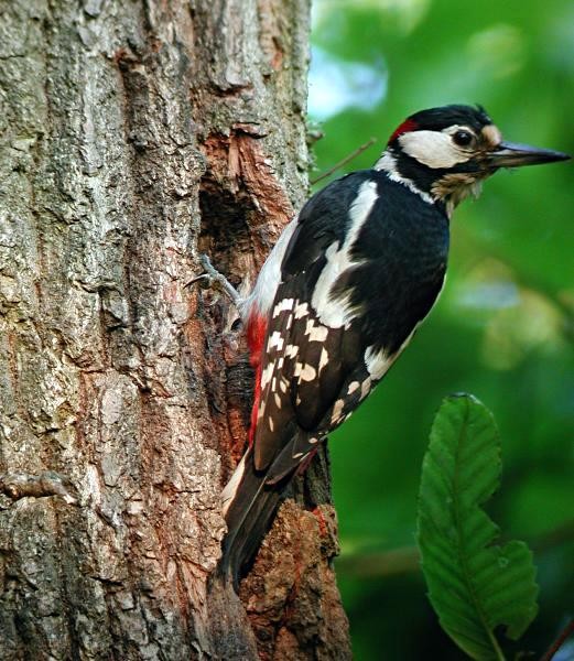 Superbes images d'oiseaux