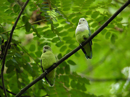 Superbes images d'oiseaux