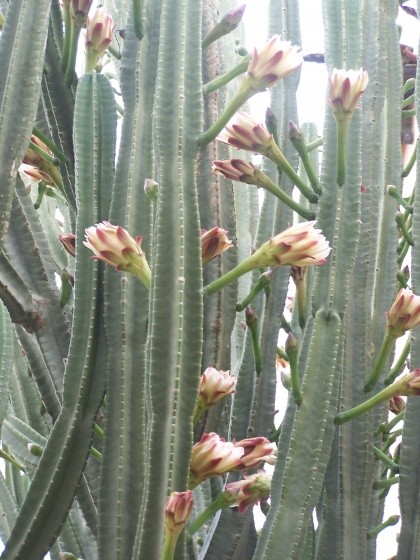 Fleurs de Cactus