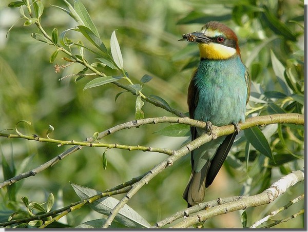 Superbes images d'oiseaux