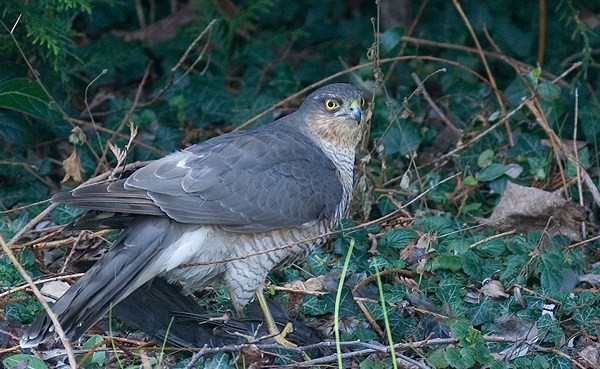 Superbes images d'oiseaux