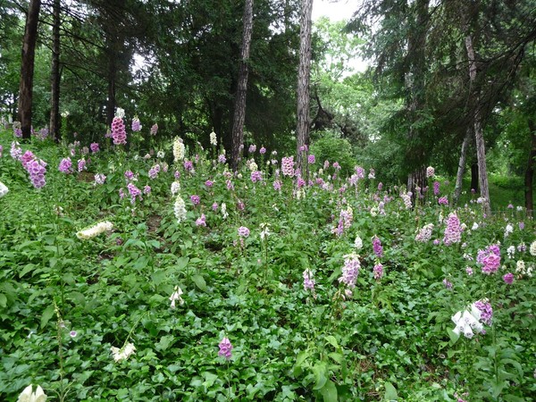 Sous bois au printemps