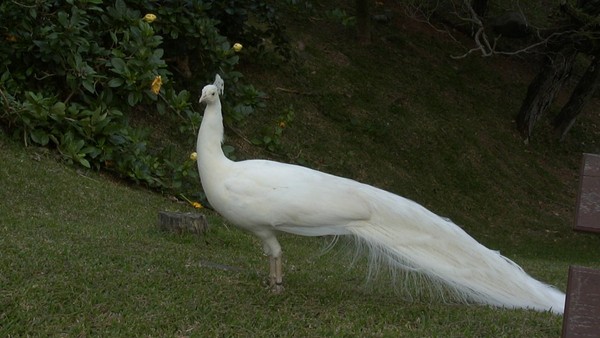 Superbes images d'oiseaux