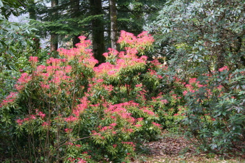 Parc   fleuri