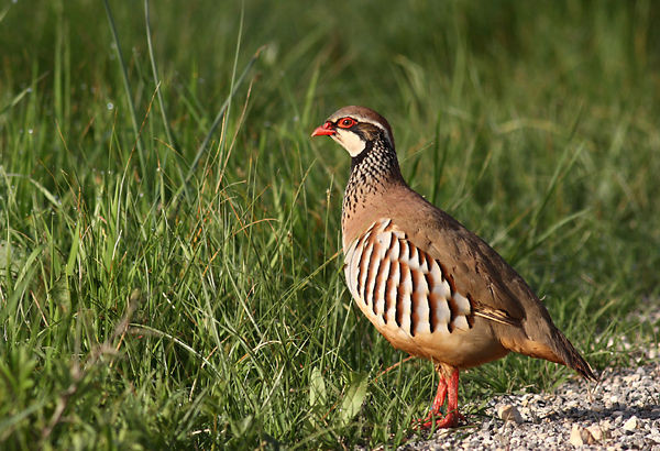 Superbes images d'oiseaux