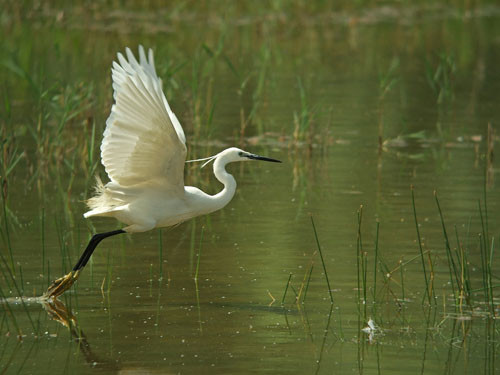 Superbes images d'oiseaux