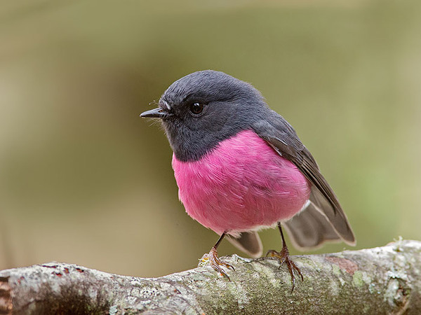 Superbe image d'oiseaux