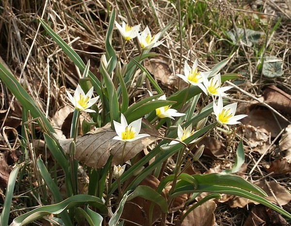 Paysages -Printemps -Eté