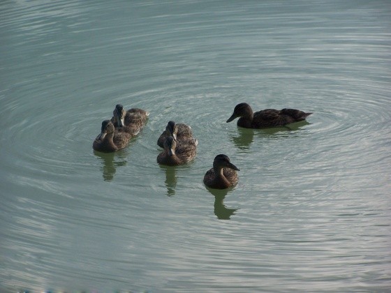 Superbes images d'oiseaux