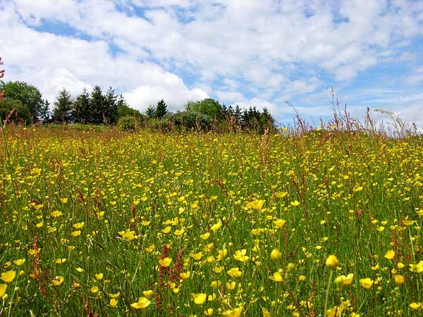 Paysages -Printemps -Eté