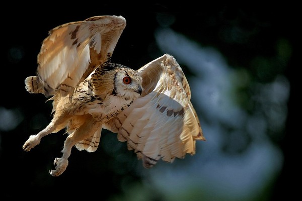 Superbe image d'oiseaux