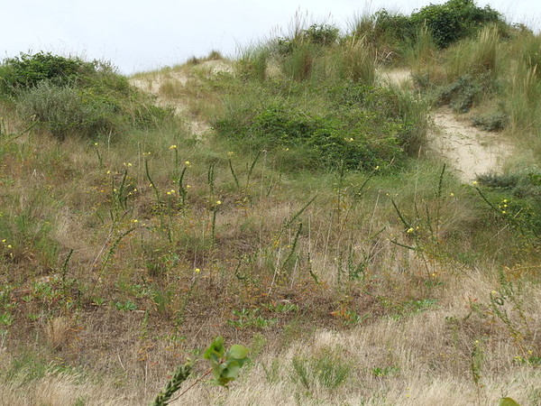 Plage du Nord - Pas de Calais