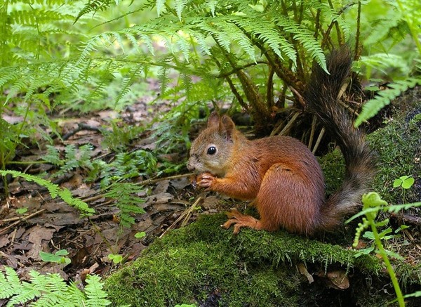 Belles images d'écureuils