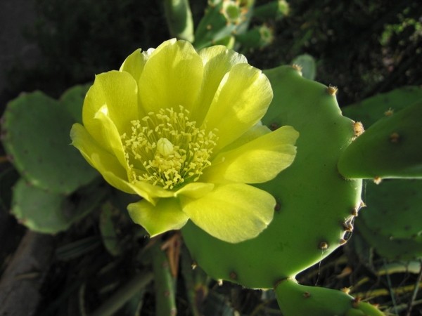 Fleurs de Cactus