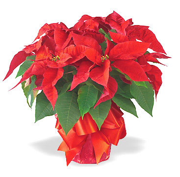 La légende du Poinsettia