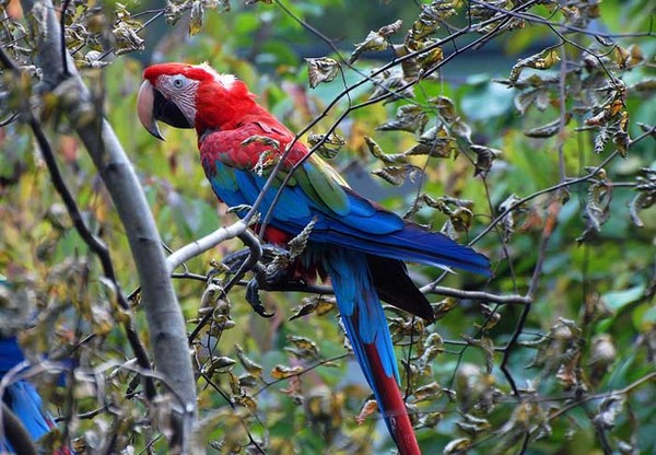 Superbes images d'oiseaux