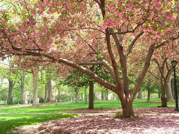 Paysages -Printemps -Eté