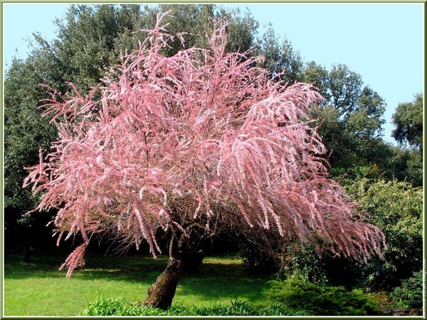 Paysages -Printemps -Eté