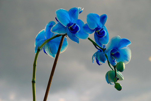 Fleur d' Orchidée