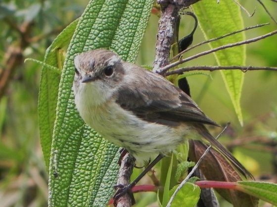 Superbes images d'oiseaux