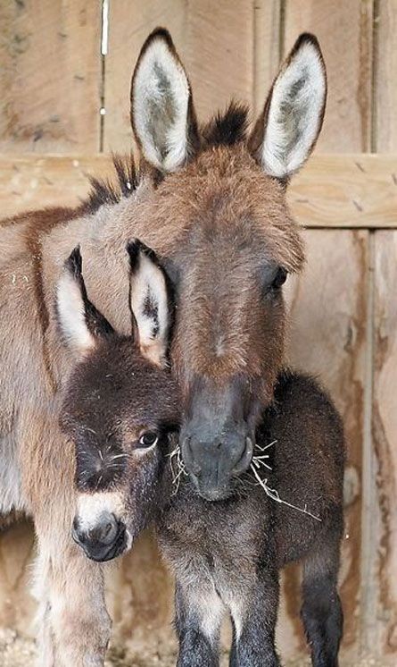 Belle famille