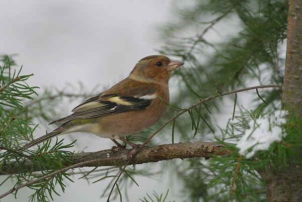 Superbes images d'oiseaux