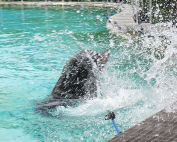 Zoo d'Amiens -2012