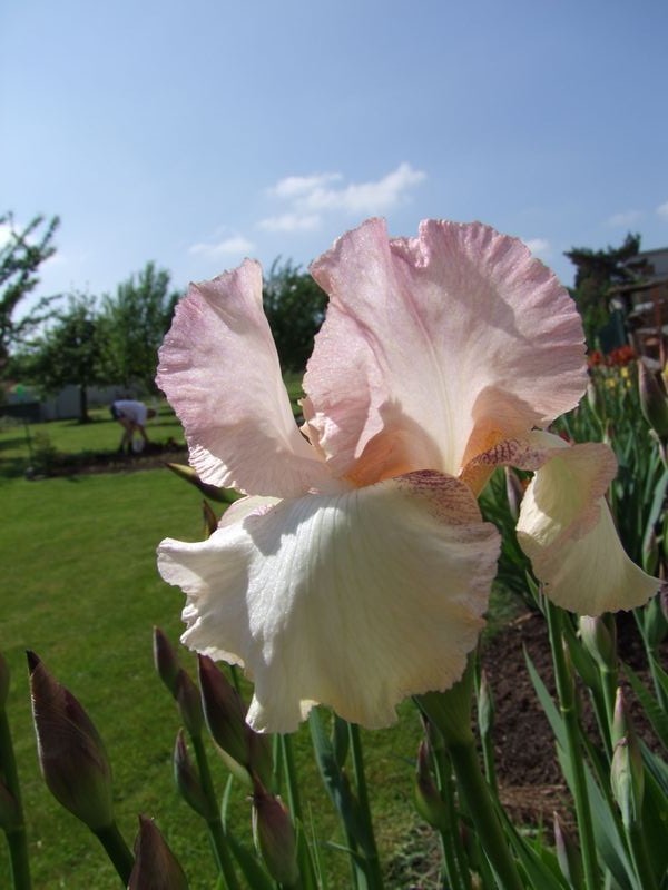 Fleurs et paysages ( printemps-été)