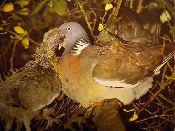 Superbes images d'oiseaux