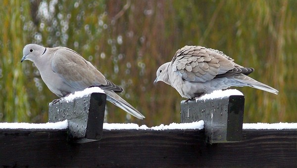 Superbes images d'oiseaux