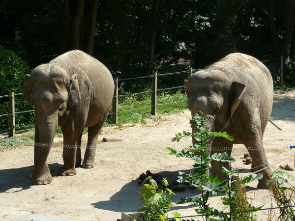 Zoo d'Amiens -2012