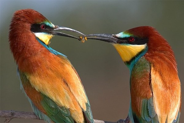 Superbe image d'oiseaux