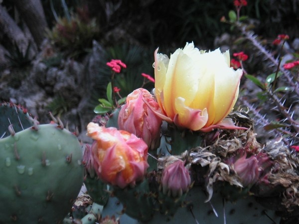 Fleurs de Cactus