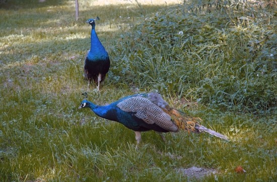 Superbes images d'oiseaux