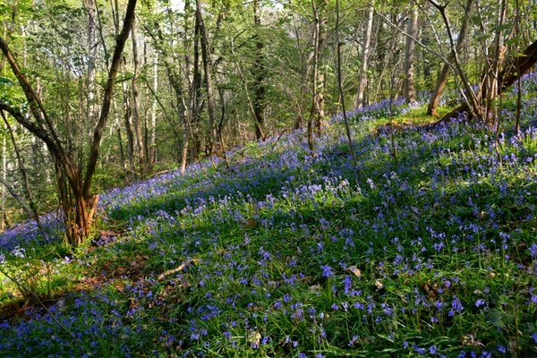 Sous bois au printemps