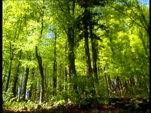 Plus belles forêts du monde 