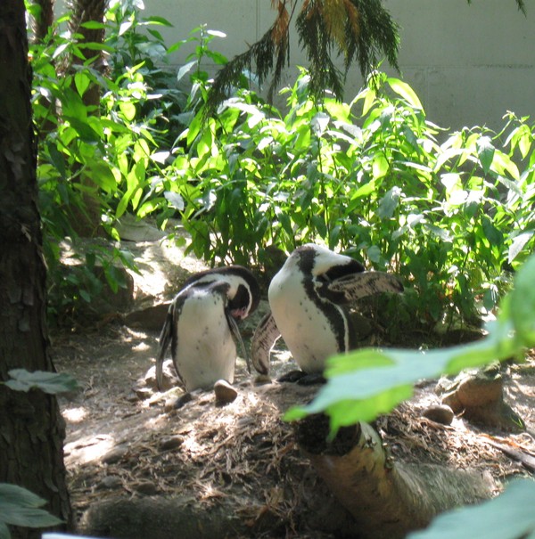 Zoo d'Amiens -2012