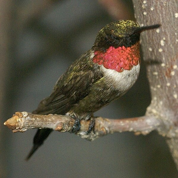 Superbes images d'oiseaux