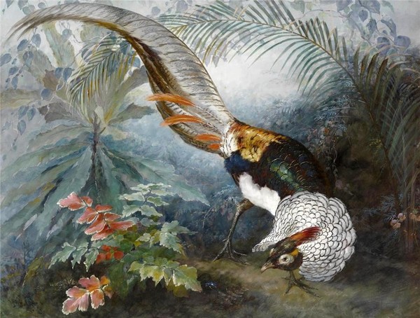 Rsultat de recherche dimages pour les oiseaux paradis peintures