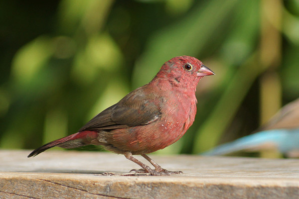 Superbes images d'oiseaux